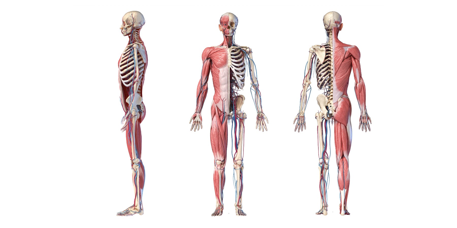 Anatomical figure showing both muscles and skeletal cross sections of the body from front, back and side views